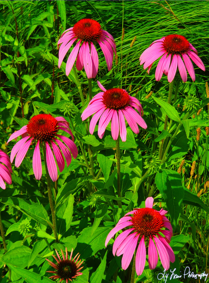 "Pink Bloom" by Ty Lewis