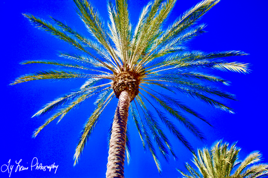 "Blue Palm Sky" by Ty Lewis