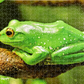 "Green Frog Sitting" by Ty Lewis
