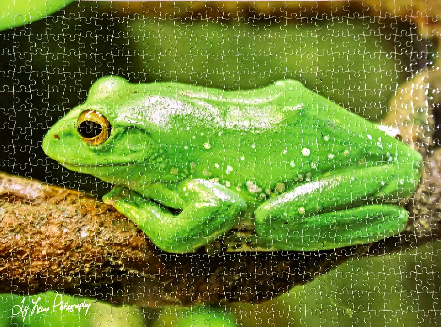 "Green Frog Sitting" by Ty Lewis