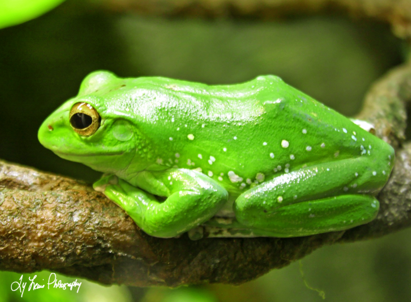 "Green Frog Sitting" by Ty Lewis