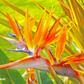 "Orange Bird of Paradise" by Ty Lewis
