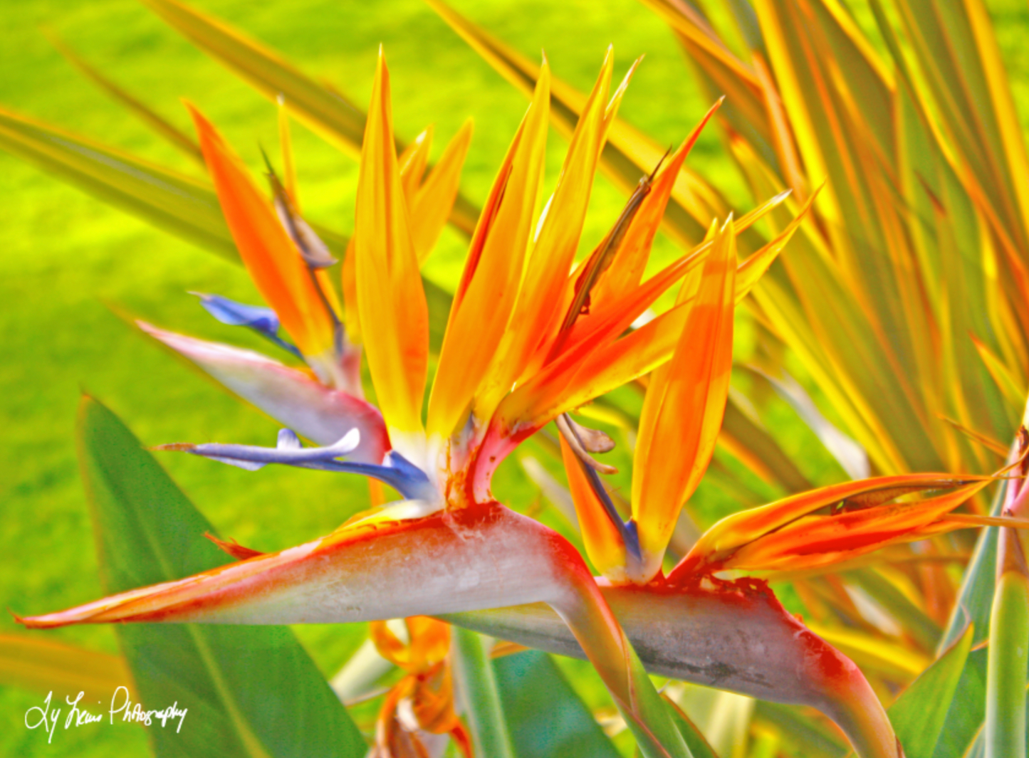 "Orange Bird of Paradise" by Ty Lewis