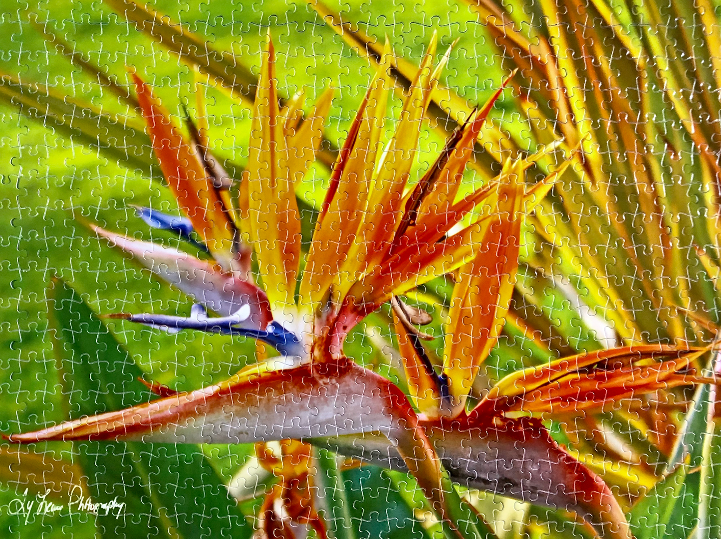 "Orange Bird of Paradise" by Ty Lewis